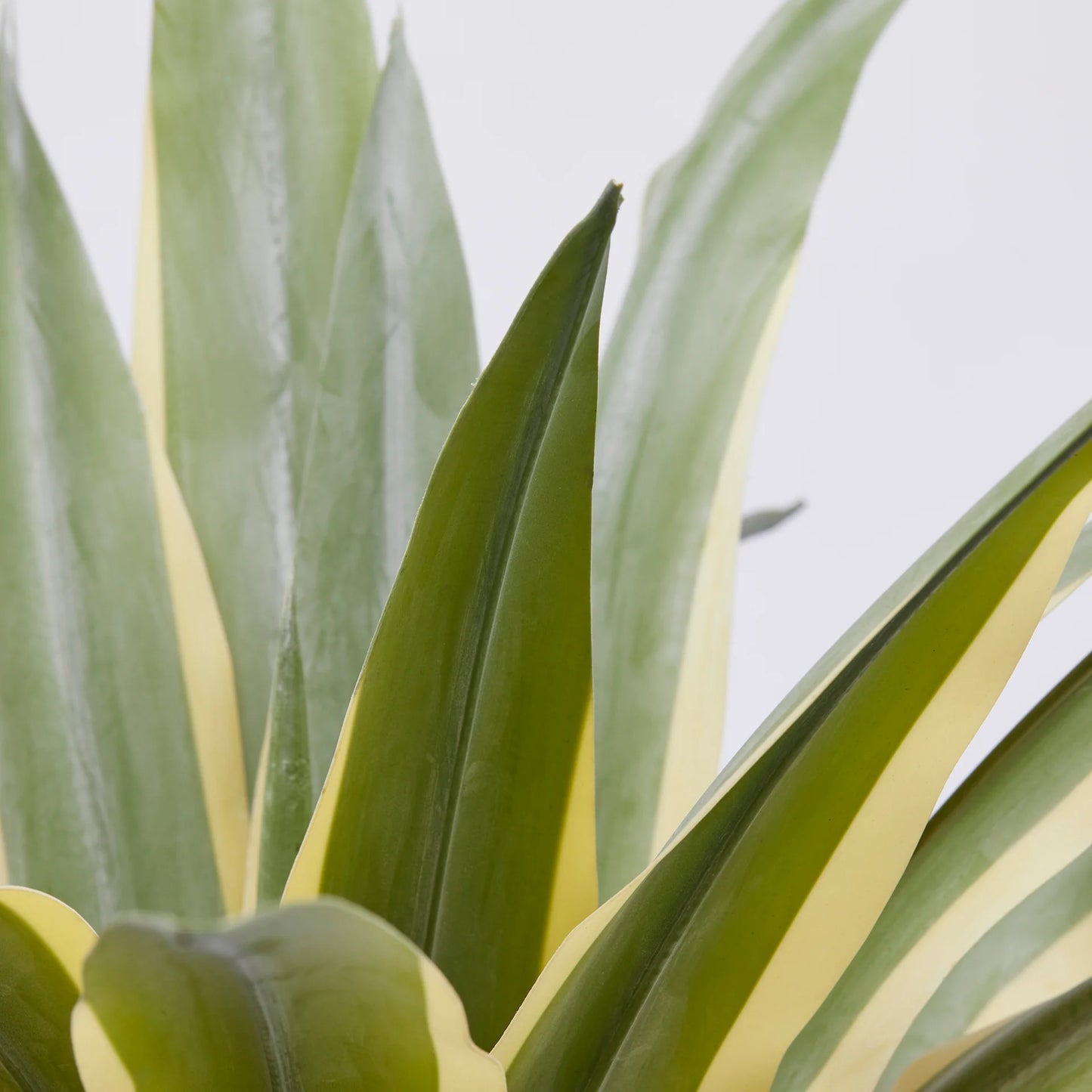 Pianta Artificiale Agave Succulent con Vaso in PVC EDG Enzo De Gasperi