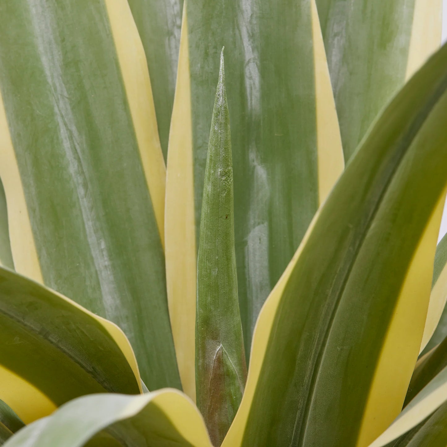 Pianta Artificiale Agave Succulent con Vaso in PVC EDG Enzo De Gasperi